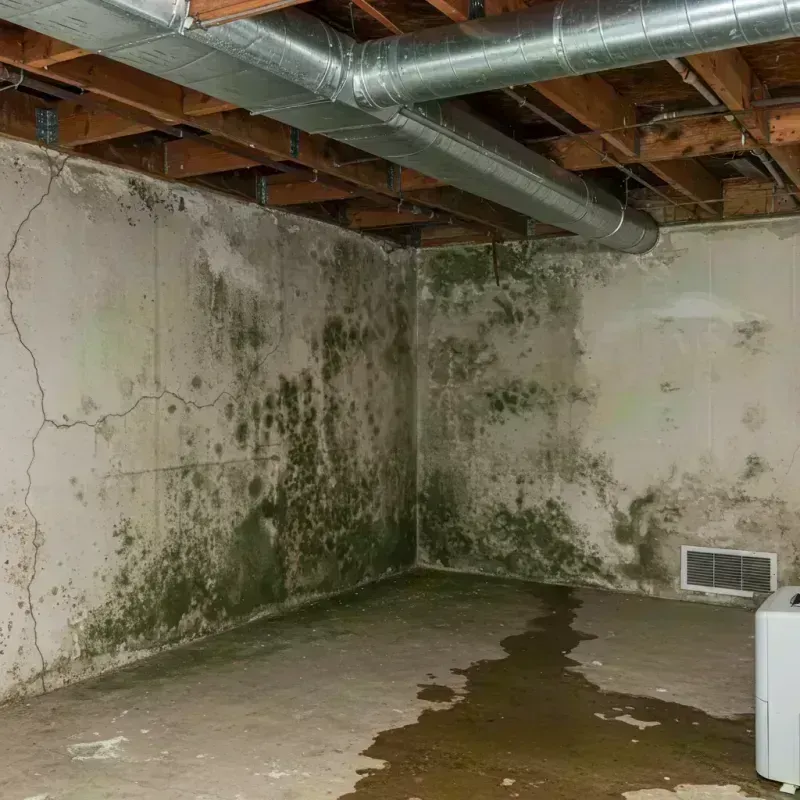 Professional Mold Removal in Calhoun County, WV